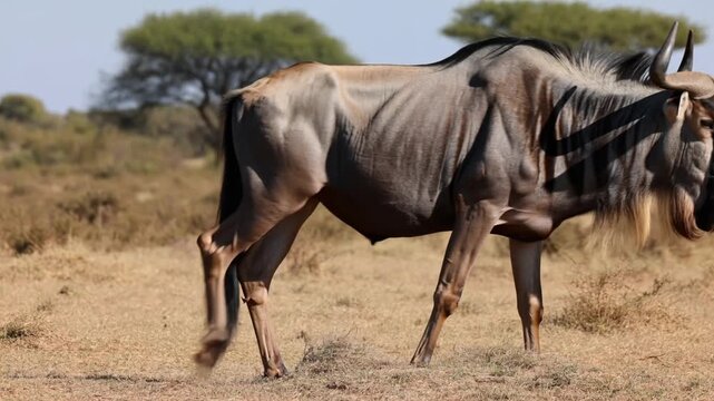 A wildebeest walks through the African savanna during the day under bright sun Stock Video