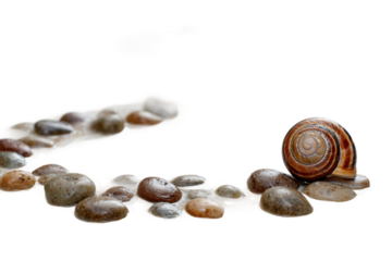 Macro shot of snail trail on damp rock isolated on transparent background