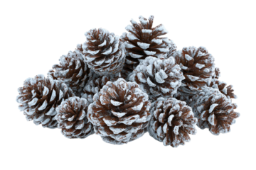 Winter pine cones blanketed in snow isolated on transparent background