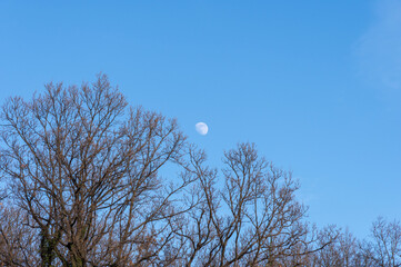 冬の昼間に浮かぶ月と落葉樹の森