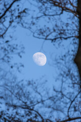 冬の昼間に浮かぶ月と落葉樹の森