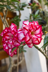 pink and white adenium flowers 