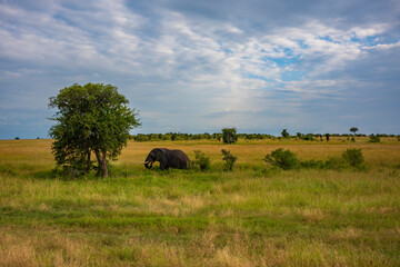 An elephant at Masai Mara National Reserve photographing during the day
