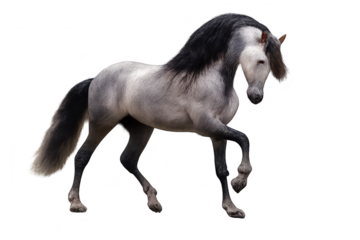 Majestic Andalusian horse on transparent background for easy design use.
