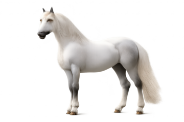 Majestic white horse with transparent background, beautiful equine art