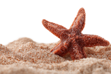 Natural beach scene with starfish isolated on transparent background