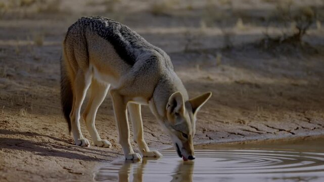 A black-backed jackal drinking water near the shore Stock Video