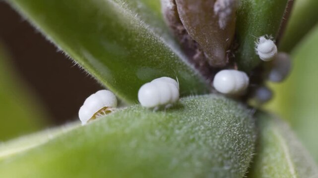Close-up image of white mealybugs on a green plant stem. The image highlights the texture and form of the mealybugs Stock Video