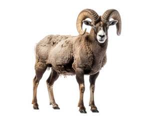 Ram with curled horns standing in natural light, textured brown fur and rugged muscular frame