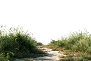 Pathway with grass margins near coastline isolated on transparent background