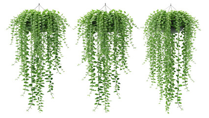 Three Green Hanging Plants with Long Trailing Leaves Against a White Background green leaves