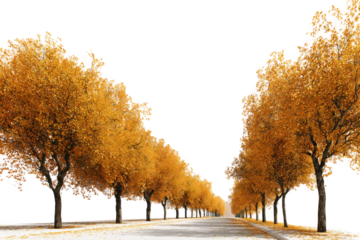 Pathway surrounded by golden foliage in autumn isolated on transparent background