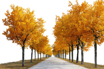 Tree-lined autumn path with golden colors isolated on transparent background