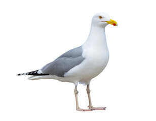 Fototapeta premium Seabird gull stands gracefully with pale gray and white plumage
