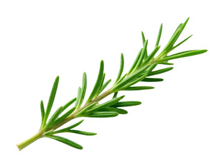 Obraz premium A small sprig of rosemary sits on a clean white background, perfect for use in food or decoration photography
