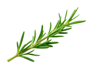 A small sprig of rosemary sits on a clean white background, perfect for use in food or decoration photography