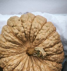 Ripe pumpkin