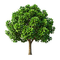 Lush green tree with dense foliage isolated