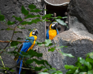Tropical Majesty: Macaws in a Rocky Refuge