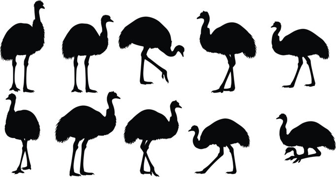 Black ostrich and emu silhouettes collection set featuring various poses standing walking and running isolated on white background for wildlife graphic design vector illustration