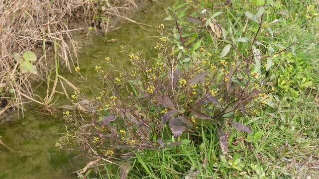Yellow Burrhead Flowers Shallow Water India