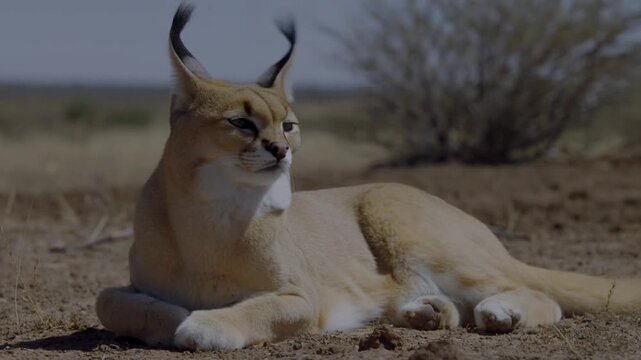 A Caracal cat in a natural outdoor habitat. The cat is sitting relaxed on the ground, gazing off to the side Stock Video