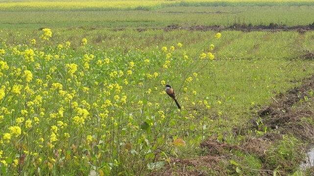 A Rufous Treepie is perching on field of blooming mustard or rapeseed flowers