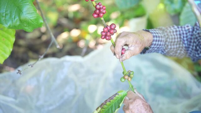 Ripe red coffee cherries on branches as a farmer harvests by hand, reflecting traditional coffee farming and natural cultivation