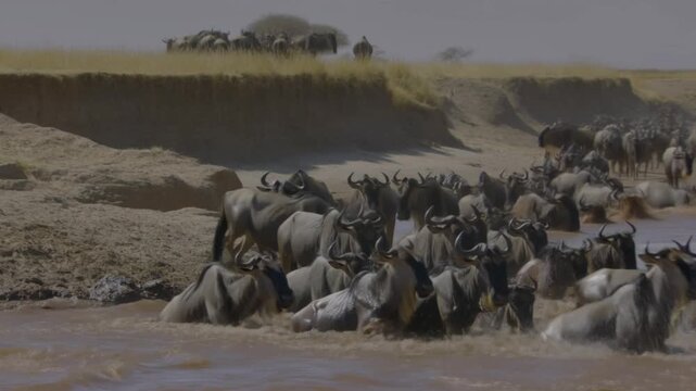 The Great Wildebeest Migration Crossing the River. A vast herd of wildebeest fording a river Stock Video