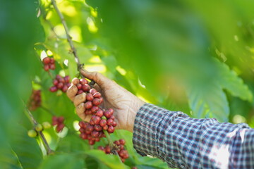 Ripe red coffee cherries on branches as a farmer harvests by hand, reflecting traditional coffee...