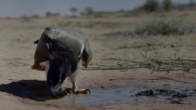 A majestic bird, possibly an eagle or hawk, drinking water on a hot day. The bird has strong talons and powerful wings, captured in a moment of respite in the arid landscape Stock Video
