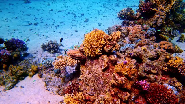 Slow motion landscape of fish species circling a vibrant and colourful coral reef on the sandy ocean floor with rocky formations marine habitat and the underwater diving and travel holiday activities