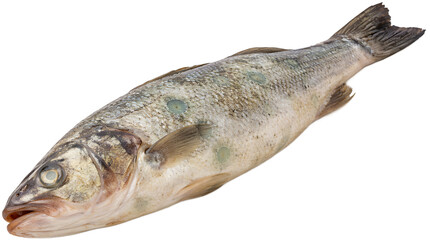 Fototapeta premium Rotten fish 