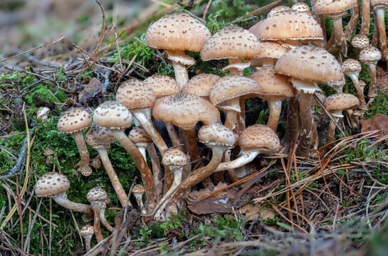 A group of Dark Honey Fungus mushrooms in green Moss