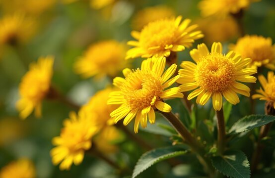 Bright yellow Guizotia abyssinica flowers bloom with detailed petals and fuzzy centers. Green leaves surround stems and blurred background creates depth. This plant known as ramtil grows in summer.
