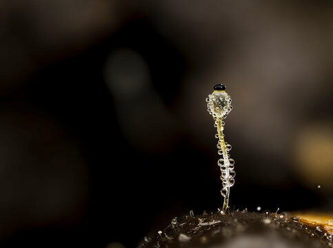 Pillenwerfer, Pilobolus