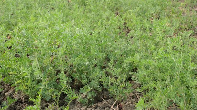 Lush Green Chickpea Crop Field Under Clear Sky