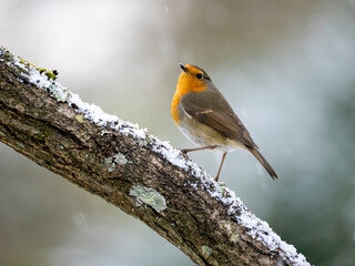 Obraz premium Rotkehlchen, European robin, Erithacus rubecula
