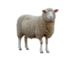 Obraz premium White-faced fluffy sheep standing calmly