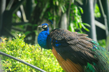 Beautiful colorful peacock bird, Male peafowl are referred to as peacocks, and female peafowl are referred to as peahens