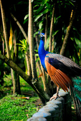 Beautiful colorful peacock bird, Male peafowl are referred to as peacocks, and female peafowl are referred to as peahens