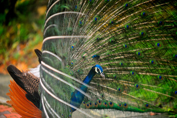 Beautiful colorful peacock bird, Male peafowl are referred to as peacocks, and female peafowl are referred to as peahens