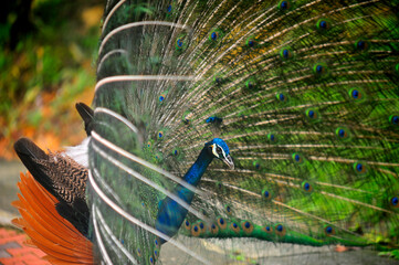 Beautiful colorful peacock bird, Male peafowl are referred to as peacocks, and female peafowl are referred to as peahens