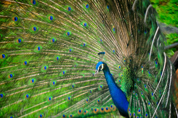 Beautiful colorful peacock bird, Male peafowl are referred to as peacocks, and female peafowl are referred to as peahens