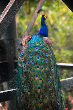 Beautiful colorful peacock bird, Male peafowl are referred to as peacocks, and female peafowl are referred to as peahens