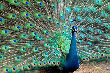 Obraz premium Beautiful colorful peacock bird, Male peafowl are referred to as peacocks, and female peafowl are referred to as peahens