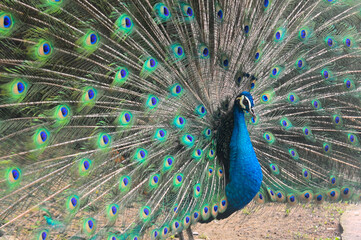 Obraz premium Beautiful colorful peacock bird, Male peafowl are referred to as peacocks, and female peafowl are referred to as peahens