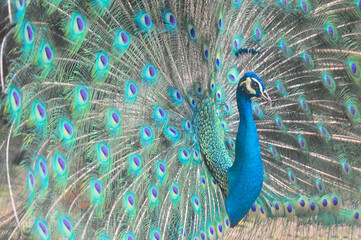 Beautiful colorful peacock bird, Male peafowl are referred to as peacocks, and female peafowl are referred to as peahens