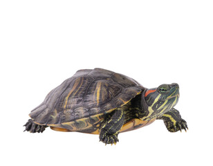 Obraz premium Yellow-banded turtle resting on a light surface with detailed shell texture