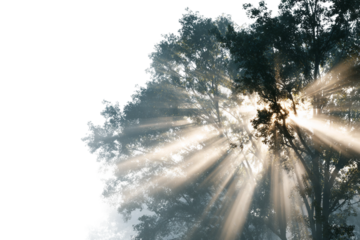 Early sun rays penetrating calm foggy morning isolated on transparent background